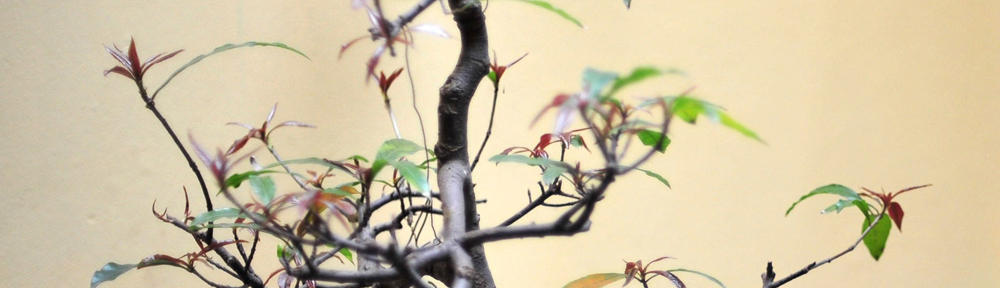 Rana Fathinah Ananda, SE, M.Si